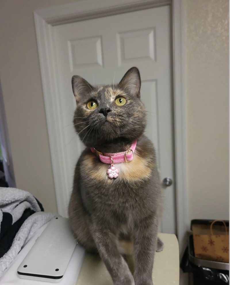 Cheezburger Image 10616027392