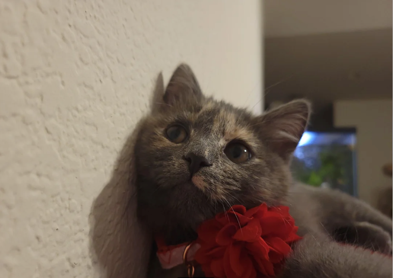 Cheezburger Image 10616027904