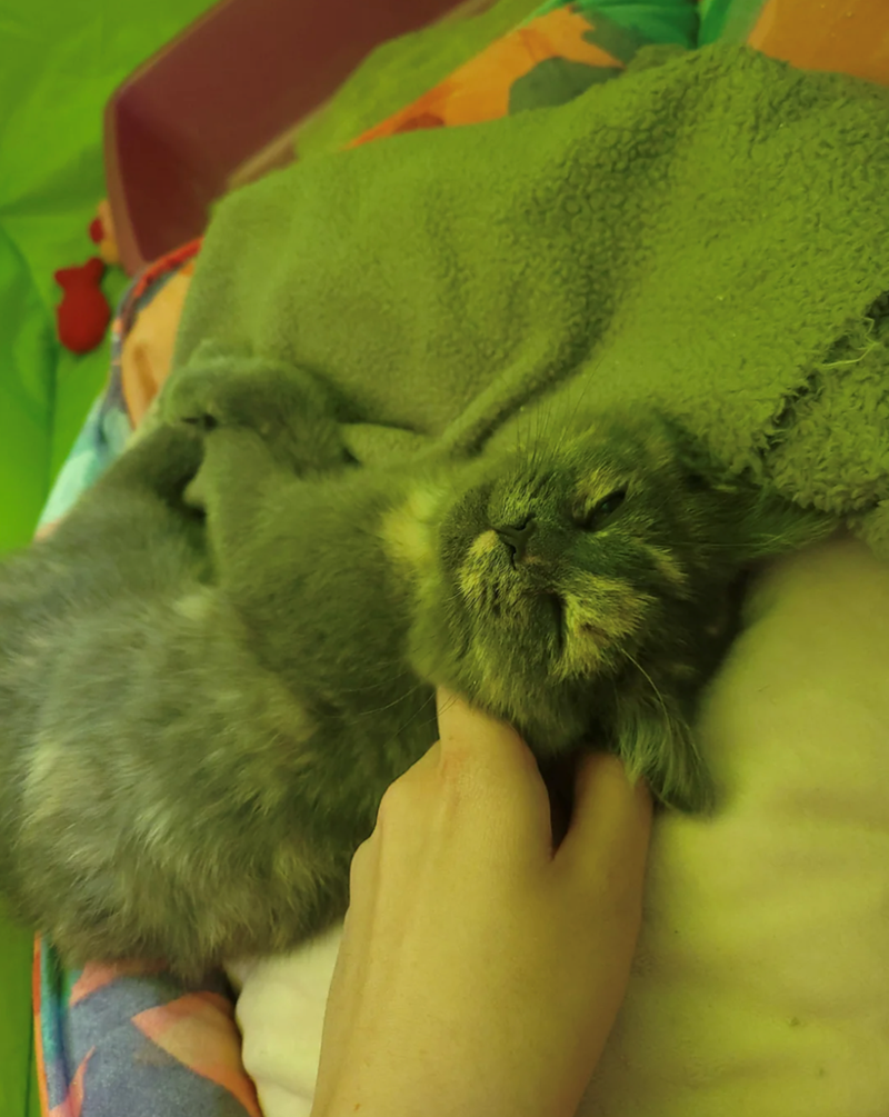 Cheezburger Image 10616028160