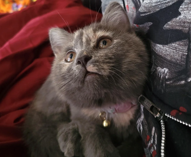 Cheezburger Image 10616028672