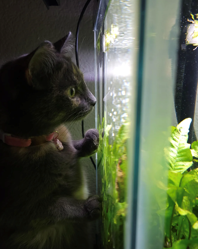 Cheezburger Image 10616029184