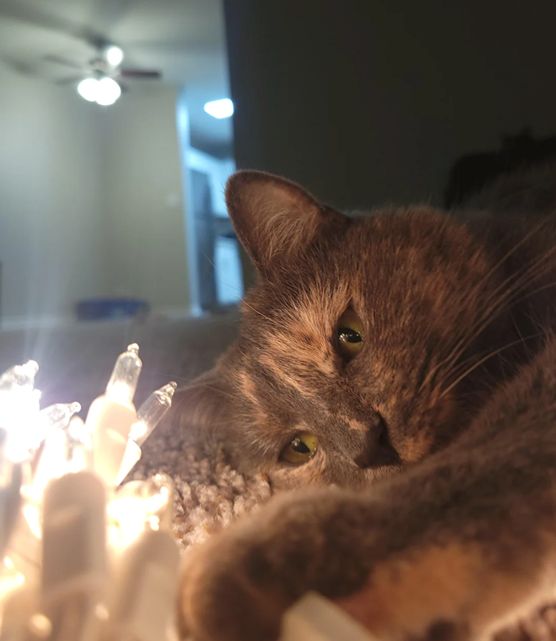 Cheezburger Image 10616029440