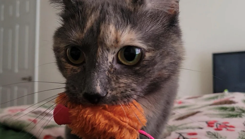 Cheezburger Image 10616029696