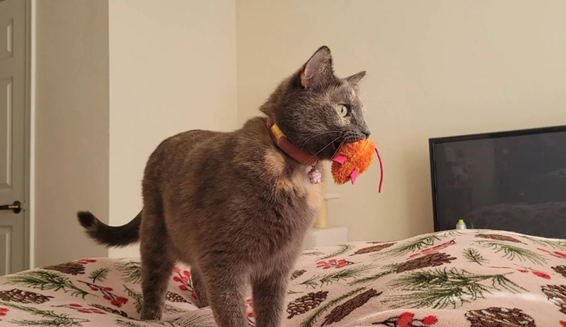 Cheezburger Image 10616029952