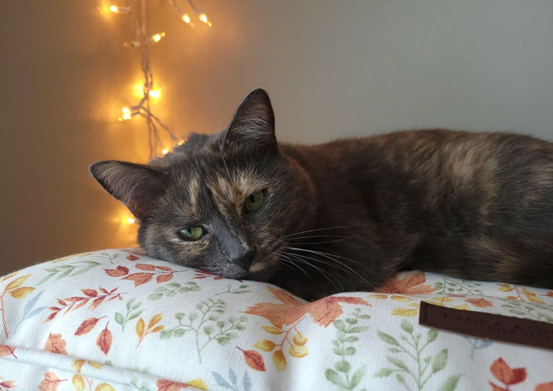 Cheezburger Image 10616030976