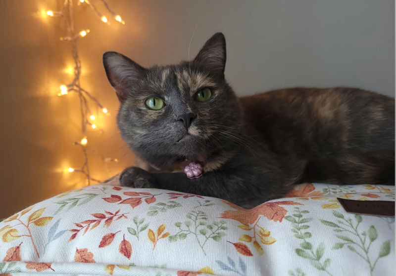 Cheezburger Image 10616031232