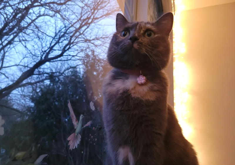 Cheezburger Image 10616031488