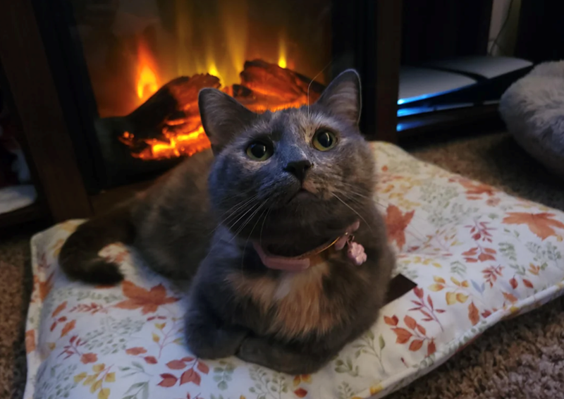 Cheezburger Image 10616032000