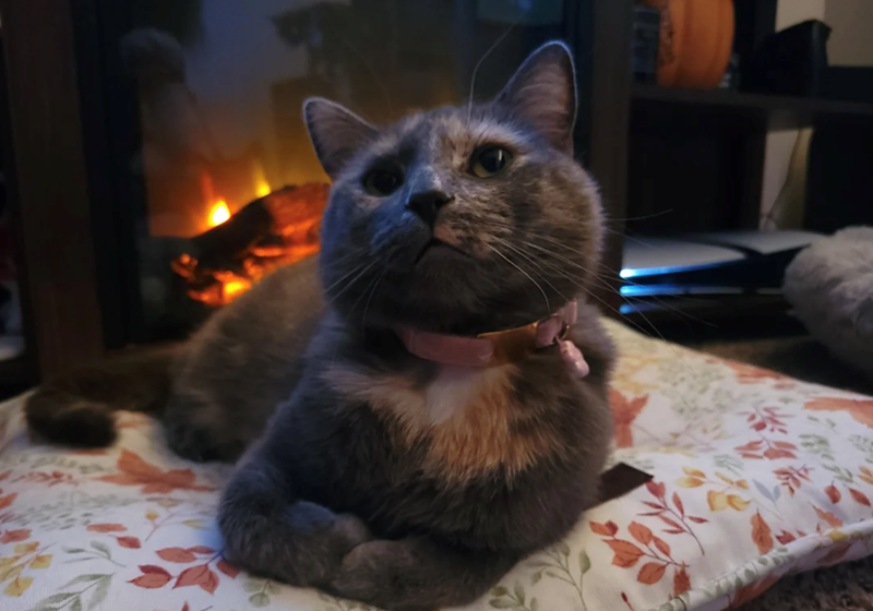 Cheezburger Image 10616032768