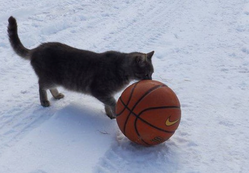 Cheezburger Image 10616035584