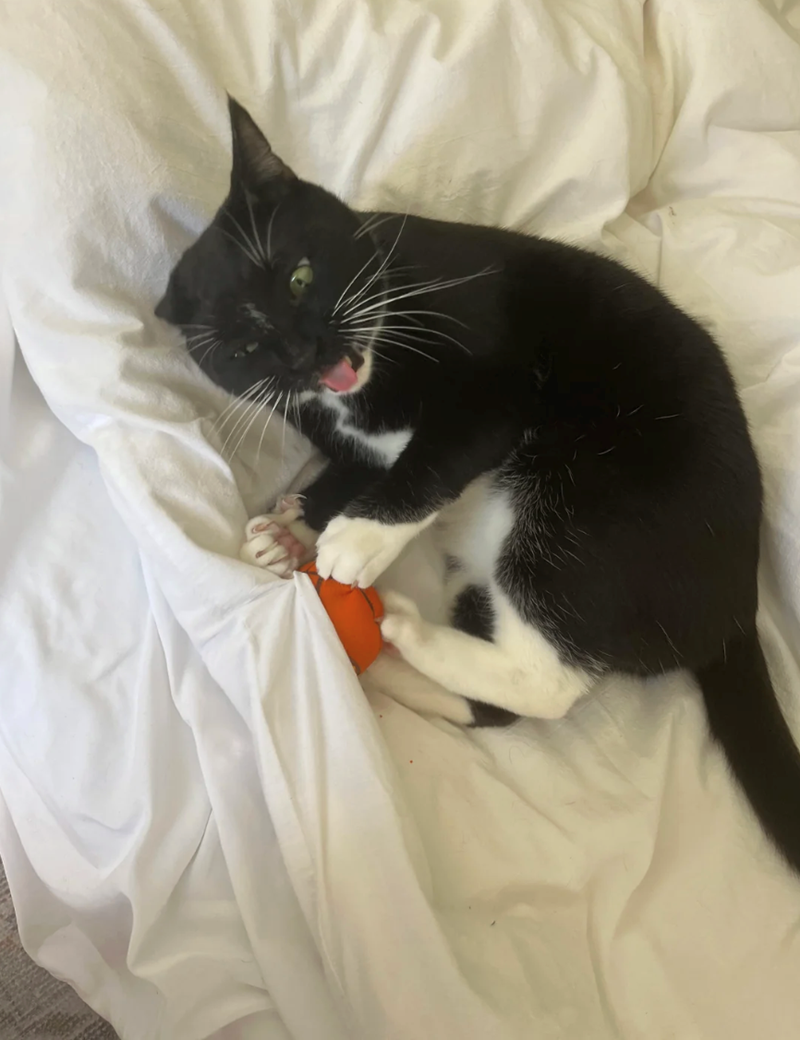 Cheezburger Image 10616036352