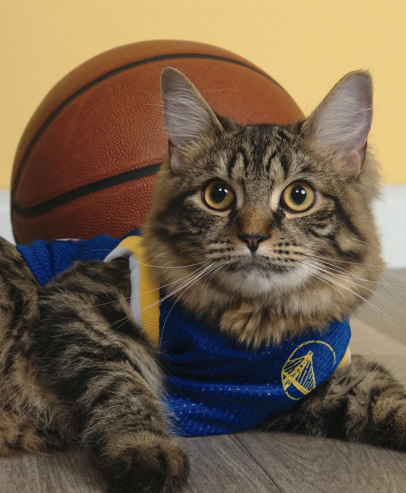 Cheezburger Image 10616036864