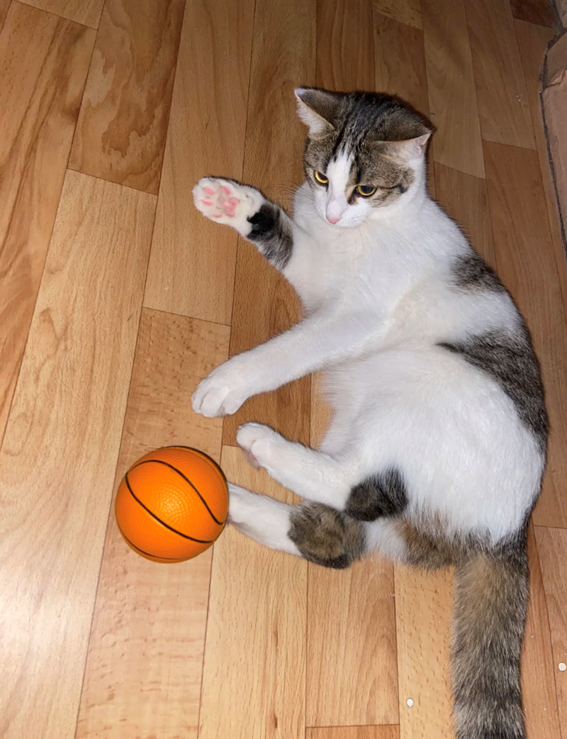 Cheezburger Image 10616037632