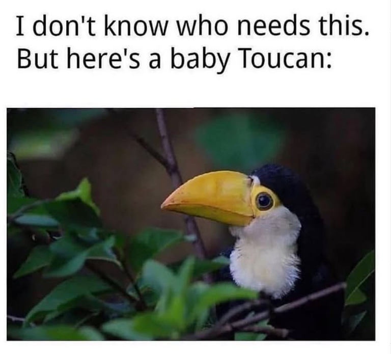 I don't know who needs this. But here's a baby Toucan: