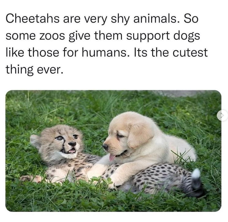 Cheetahs are very shy animals. So some zoos give them support dogs like those for humans. Its the cutest thing ever.