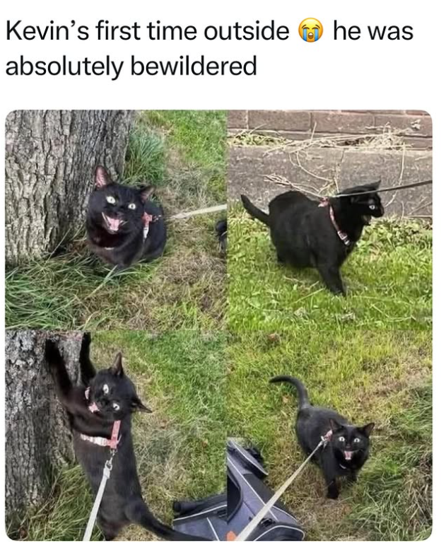 Kevin's first time outside absolutely bewildered he was