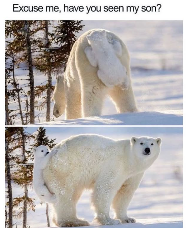 Excuse me, have you seen my son?