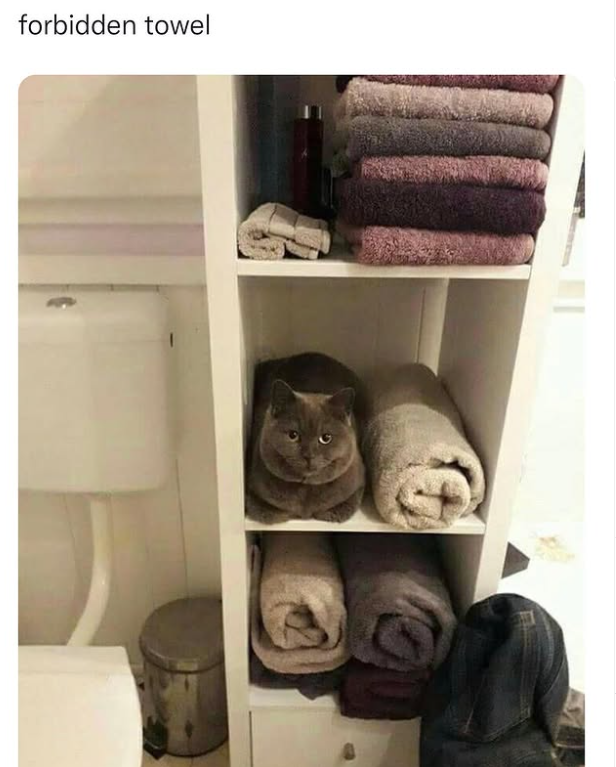 forbidden towel