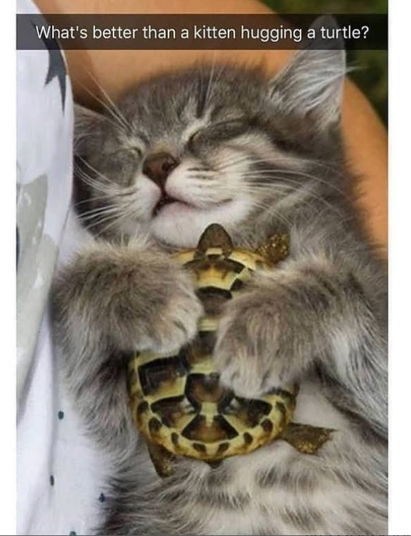 What's better than a kitten hugging a turtle?