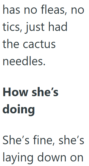 has no fleas, no tics, just had the cactus needles. How she's doing She's fine, she's laying down on