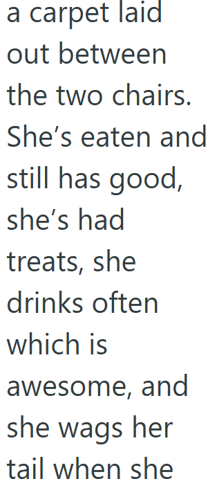 a carpet laid out between the two chairs. She's eaten and still has good, she's had treats, she drinks often which is awesome, and she wags her tail when she