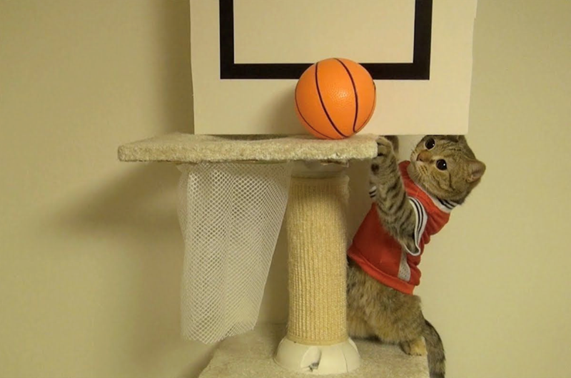 Cheezburger Image 10616050432