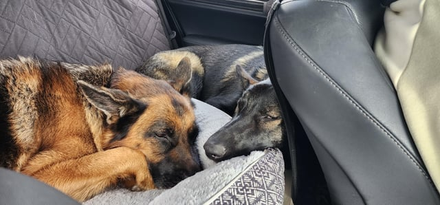 Cheezburger Image 10616050688