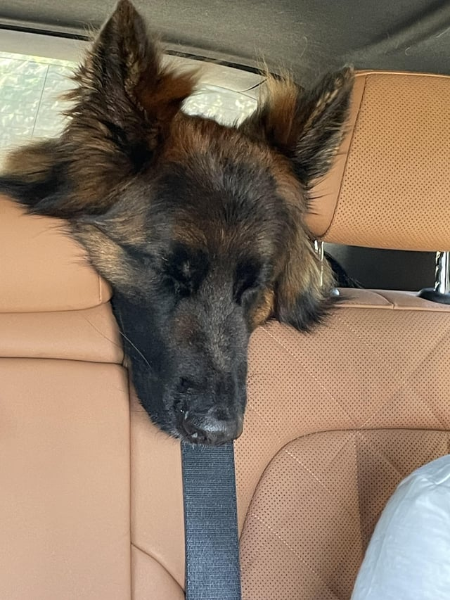 Cheezburger Image 10616051968