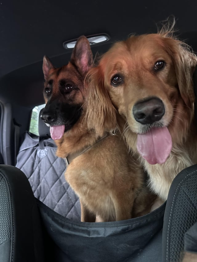 Cheezburger Image 10616052736