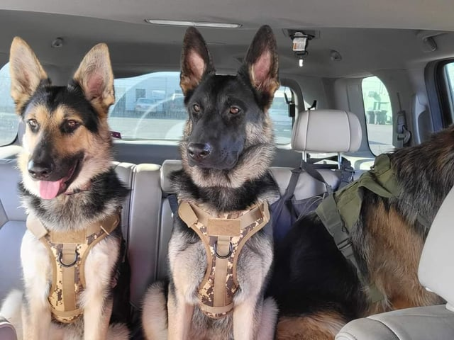 Cheezburger Image 10616053248