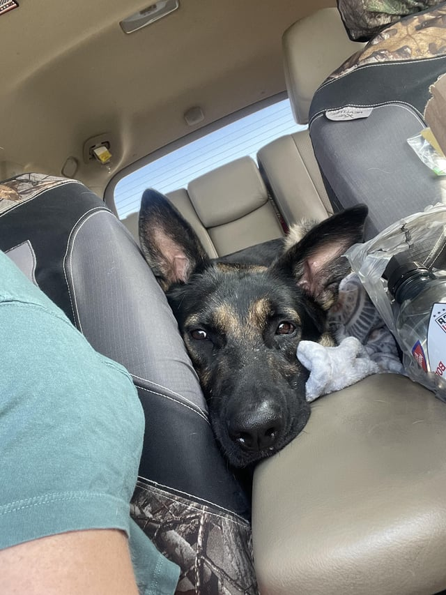 Cheezburger Image 10616053504