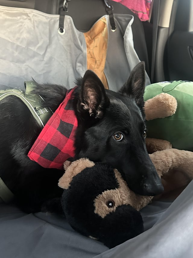 Cheezburger Image 10616054016