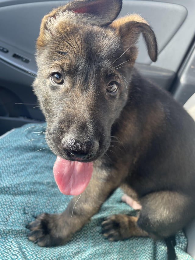 Cheezburger Image 10616054528