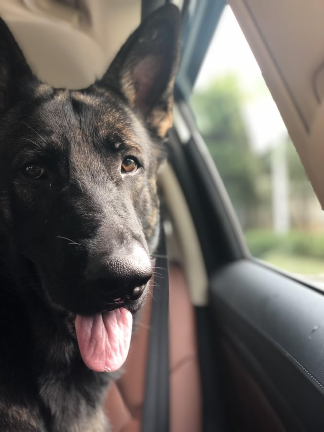 Cheezburger Image 10616055040