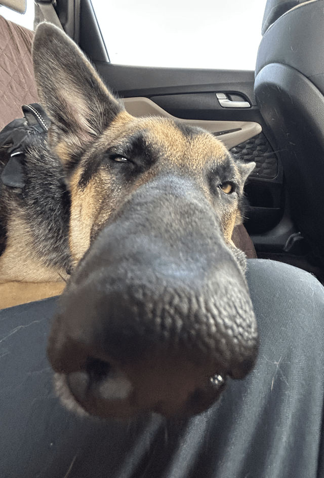 Cheezburger Image 10616055296