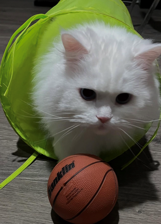 Cheezburger Image 10616056576