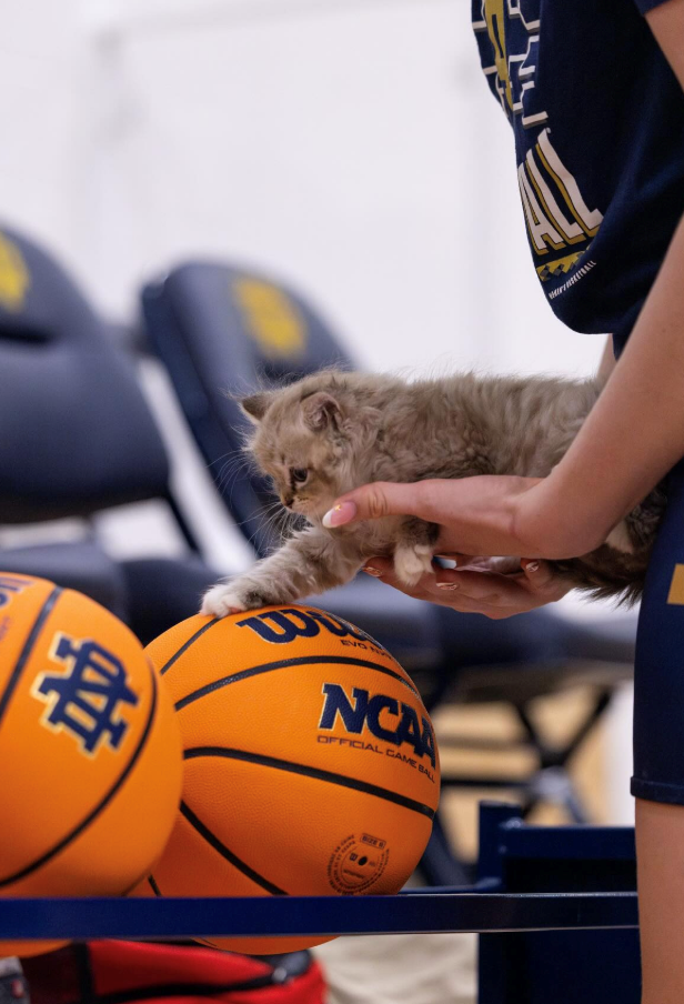 ENGI NCA OFFICIAL CAME BALL