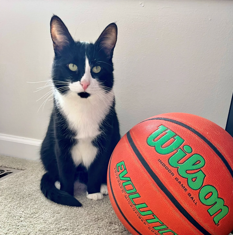 Wilson INDOOR GAME BALL EVOLUTI SOVANCED MICROFIBER GO