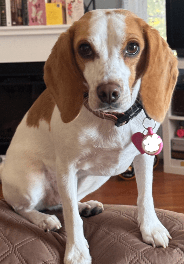 Cheezburger Image 10616069120