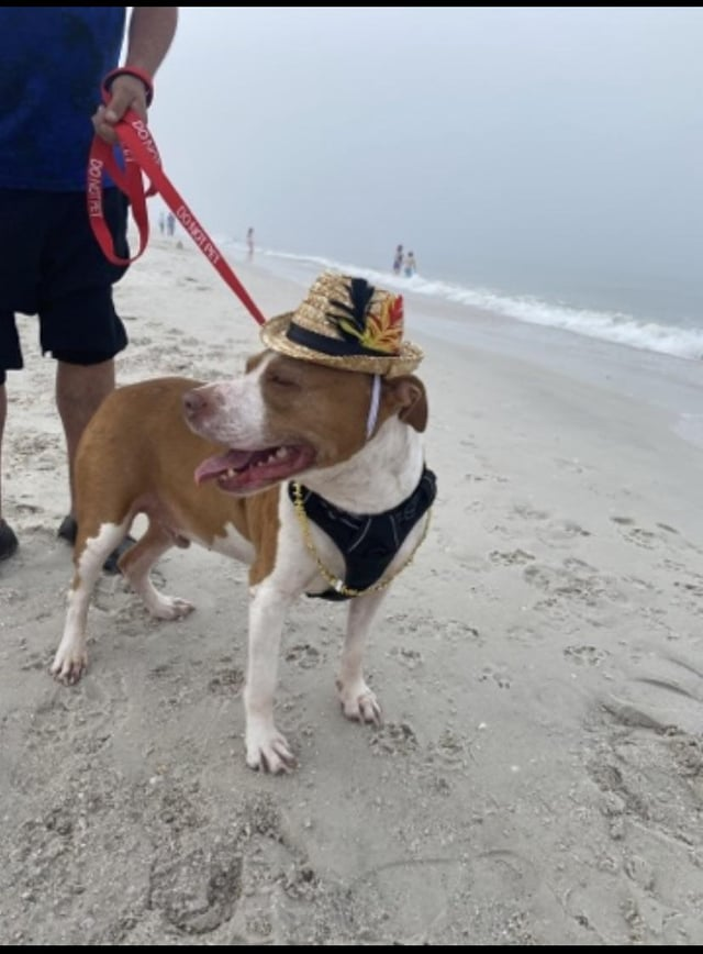 DON DO NOT PET DO NOT PET