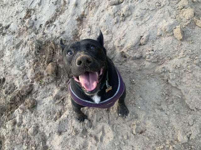 Cheezburger Image 10616074496