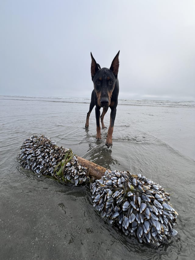 Cheezburger Image 10616075520