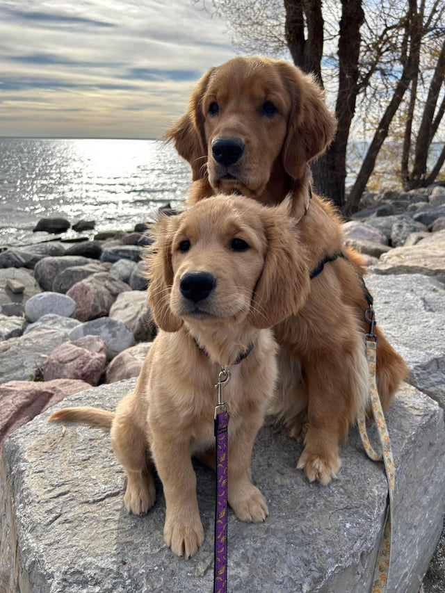 Cheezburger Image 10616076800