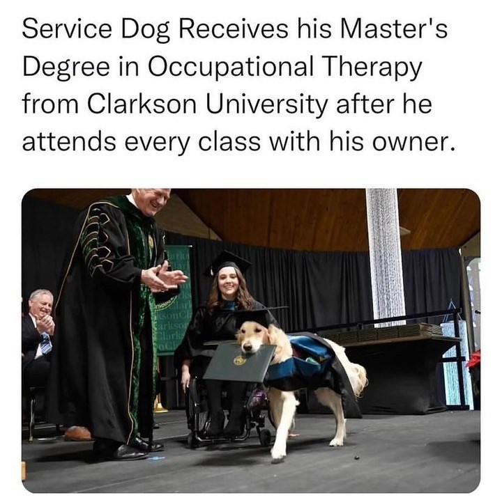 Service Dog Receives his Master's Degree in Occupational Therapy from Clarkson University after he attends every class with his owner. sonC Sarkso Clarks