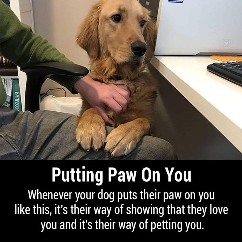 ИМПРЕССИ 107 Putting Paw On You Whenever your dog puts their paw on you like this, it's their way of showing that they love you and it's their way of petting you.