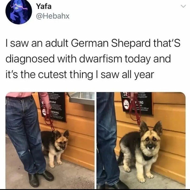 Yafa @Hebahx I saw an adult German Shepard that's diagnosed with dwarfism today and it's the cutest thing I saw all year lcohol SMOKING ING