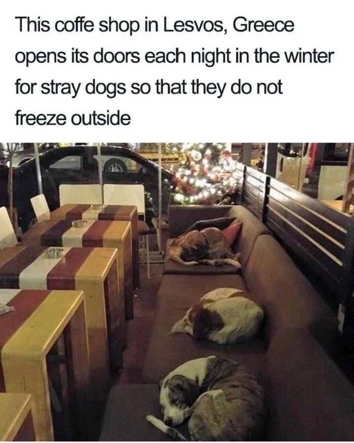 This coffe shop in Lesvos, Greece opens its doors each night in the winter for stray dogs so that they do not freeze outside