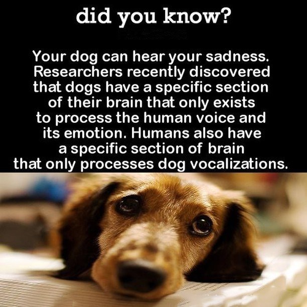 did you know? Your dog can hear your sadness. Researchers recently discovered that dogs have a specific section of their brain that only exists to process the human voice and its emotion. Humans also have a specific section of brain that only processes dog vocalizations.