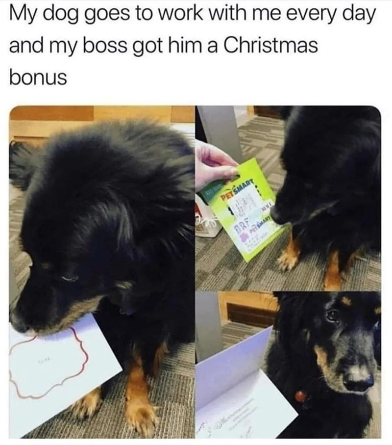 My dog goes to work with me every day and my boss got him a Christmas bonus M PETSMART ORF M PETSMART