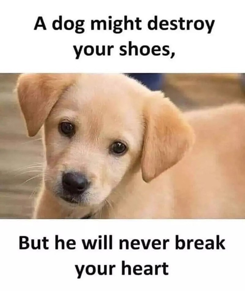 A dog might destroy your shoes, But he will never break your heart